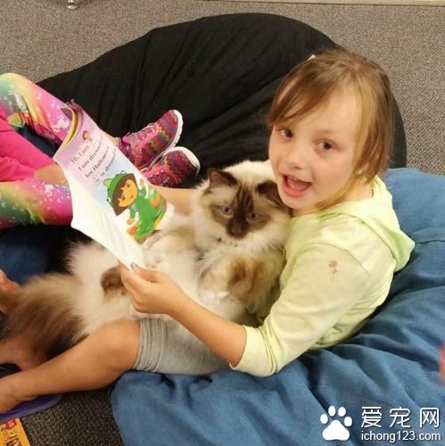 治疗猫陪伴小朋友朗读书籍 陪伴孩子们克服障碍！