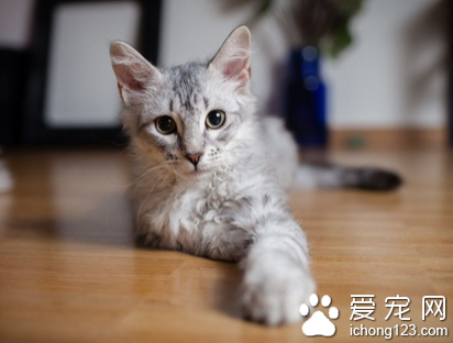 小猫怕生怎么办 给予充分的爱