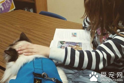 治疗猫陪伴小朋友朗读书籍 陪伴孩子们克服障碍！