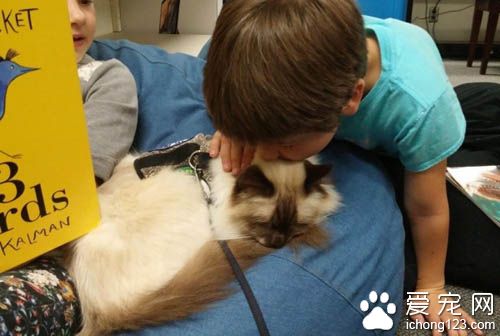 治疗猫陪伴小朋友朗读书籍 陪伴孩子们克服障碍！