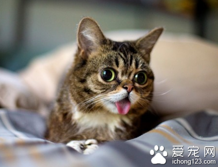 小猫着凉拉稀怎么办 不要频繁的给小猫洗澡