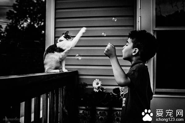 妈妈拍下儿子与宠物猫的互动 整张照片充满爱