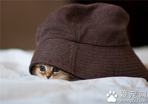 小猫不听话怎么办 从小开始训练猫咪听话