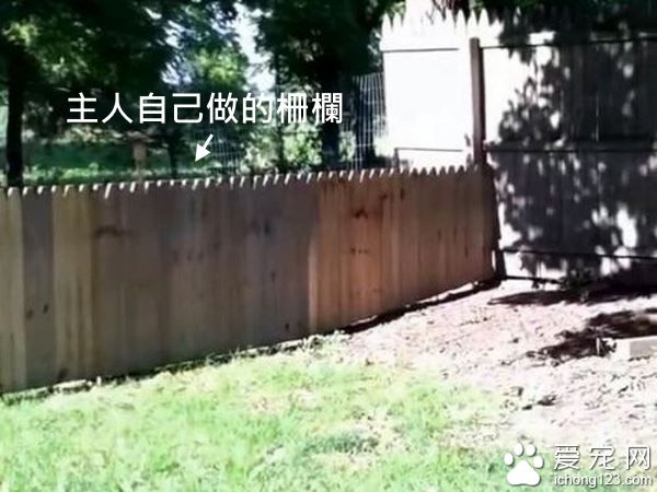 主人秀打造好的栅栏结果被狗狗秒打脸！