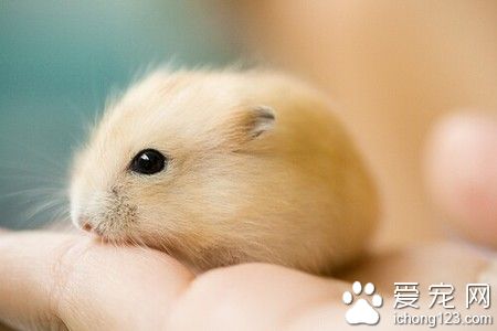 仓鼠会得什么病 仓鼠的病不会传染给人类