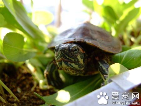 乌龟冬眠醒来怎么办 勿需担心正常饲养即可