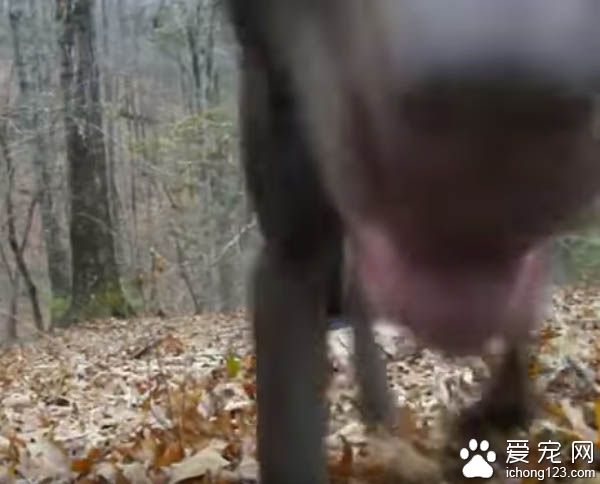 主人下跪求婚时 狗狗竟然爆笑乱入抢镜