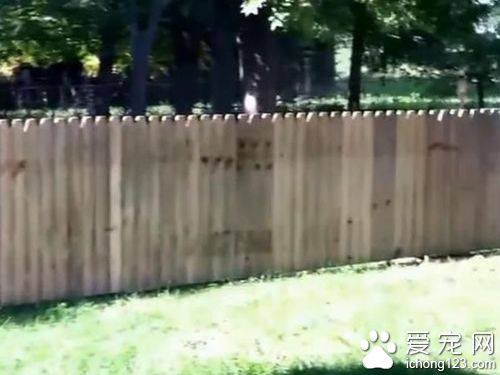 主人秀打造好的栅栏结果被狗狗秒打脸！