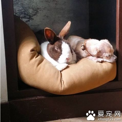 美国男子打造10狗4鸟2猫1猪1兔和一池鱼的大家庭！