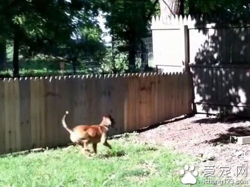 主人秀打造好的栅栏结果被狗狗秒打脸！