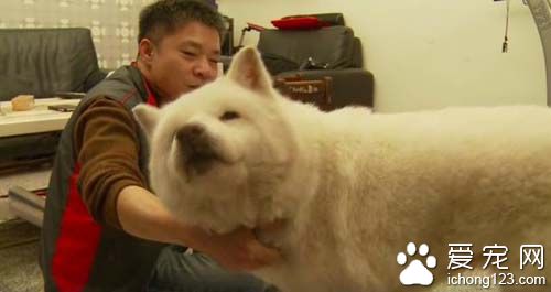 狗狗14年未见主人重聚的画面让人泪崩