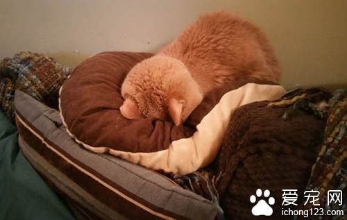 女子领养21岁病猫带它去旅行陪它度过最后的时光