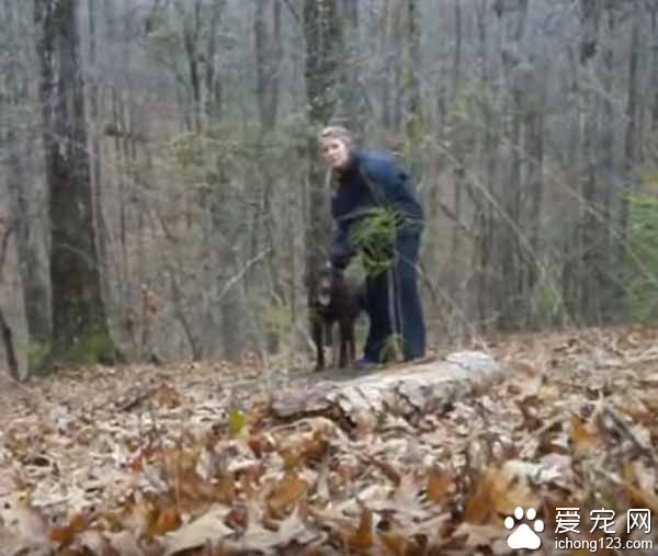 主人下跪求婚时 狗狗竟然爆笑乱入抢镜