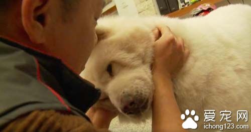 狗狗14年未见主人重聚的画面让人泪崩