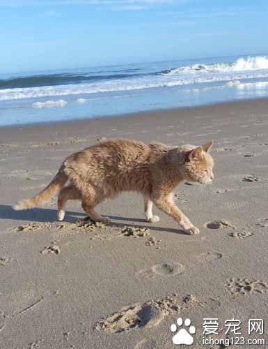 女子领养21岁病猫带它去旅行陪它度过最后的时光