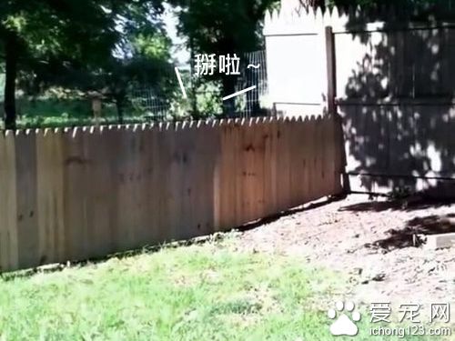 主人秀打造好的栅栏结果被狗狗秒打脸！