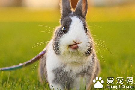兔子会得哪些病 兔子比较常见的三种疾病