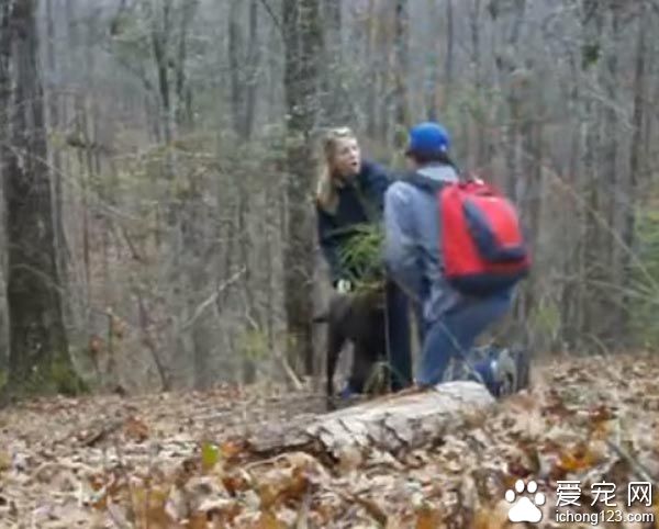 主人下跪求婚时 狗狗竟然爆笑乱入抢镜