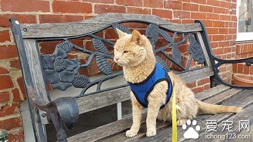 女子领养21岁病猫带它去旅行陪它度过最后的时光