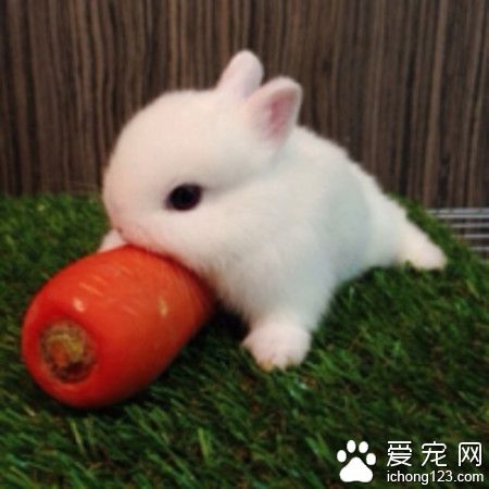 兔子病了怎么办 发现疾病征兆一定及时就医