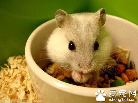 仓鼠眼睛发炎了怎么办 注意仓鼠的清洁卫生