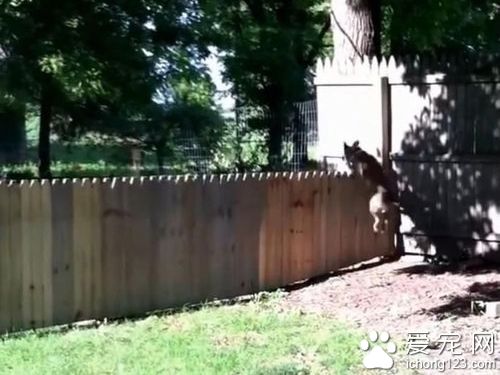 主人秀打造好的栅栏结果被狗狗秒打脸！