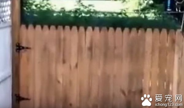 主人秀打造好的栅栏结果被狗狗秒打脸！