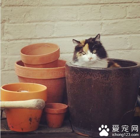 美国男子打造10狗4鸟2猫1猪1兔和一池鱼的大家庭！