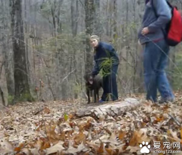 主人下跪求婚时 狗狗竟然爆笑乱入抢镜