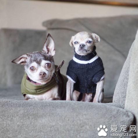 美国男子打造10狗4鸟2猫1猪1兔和一池鱼的大家庭！