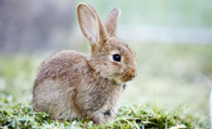 养兔子容易得什么病 兔子常见的5种疾病