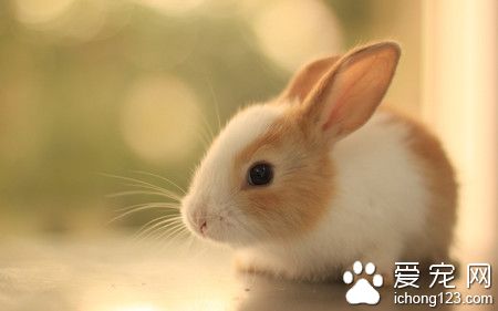 宠物兔拉肚子怎么办  给兔子停食观察状态