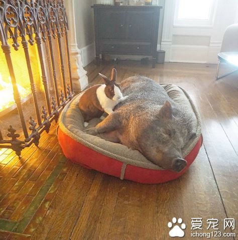 美国男子打造10狗4鸟2猫1猪1兔和一池鱼的大家庭！