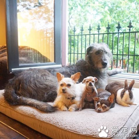 美国男子打造10狗4鸟2猫1猪1兔和一池鱼的大家庭！