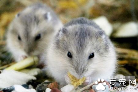 被仓鼠咬了有事么 仓鼠一般不传播鼠疫