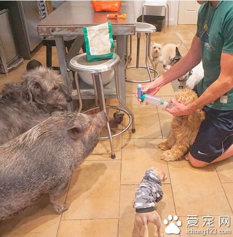 美国男子打造10狗4鸟2猫1猪1兔和一池鱼的大家庭！