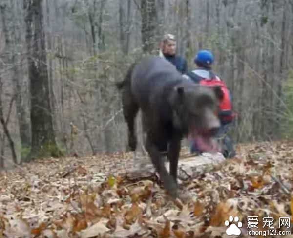 主人下跪求婚时 狗狗竟然爆笑乱入抢镜