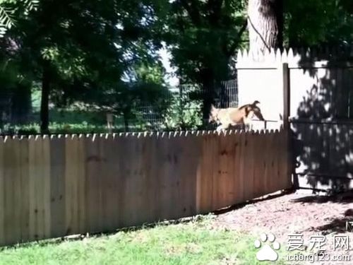 主人秀打造好的栅栏结果被狗狗秒打脸！