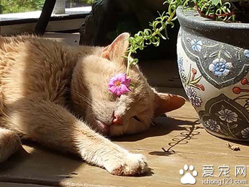 女子领养21岁病猫带它去旅行陪它度过最后的时光