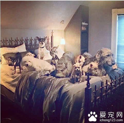 美国男子打造10狗4鸟2猫1猪1兔和一池鱼的大家庭！