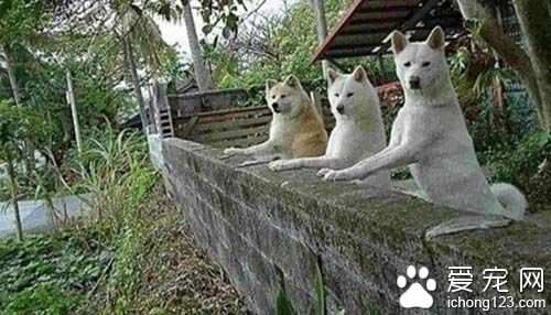 狗狗14年未见主人重聚的画面让人泪崩