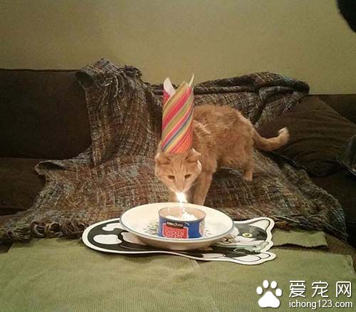 女子领养21岁病猫带它去旅行陪它度过最后的时光