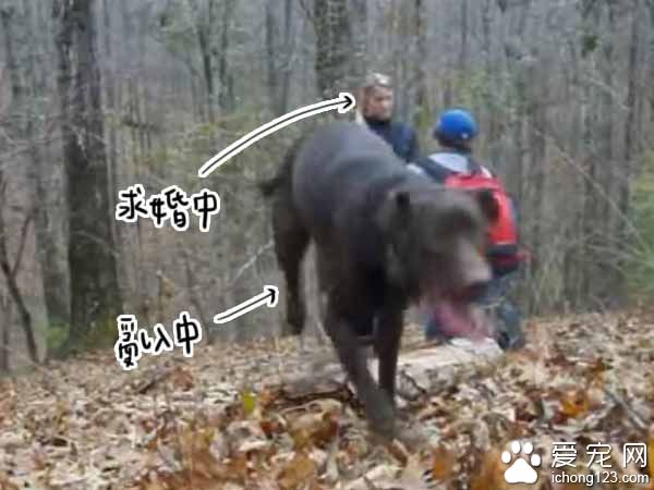 主人下跪求婚时 狗狗竟然爆笑乱入抢镜