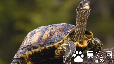 乌龟冬眠什么时候醒 冬眠对乌龟来说很重要