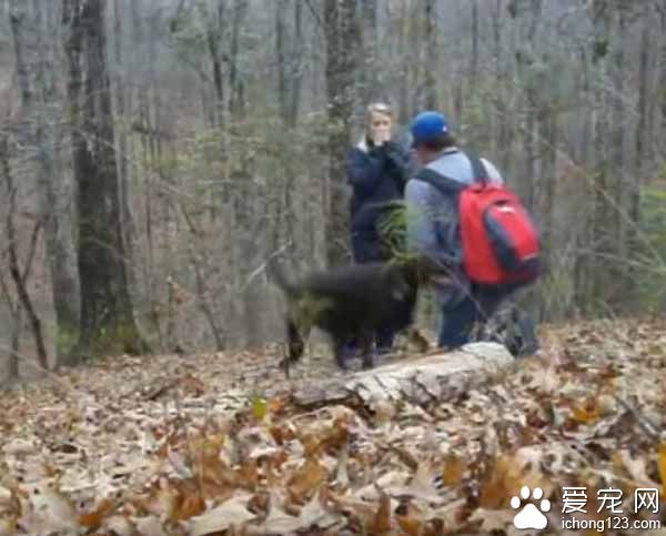 主人下跪求婚时 狗狗竟然爆笑乱入抢镜