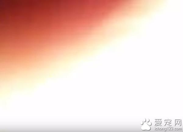 主人下跪求婚时 狗狗竟然爆笑乱入抢镜