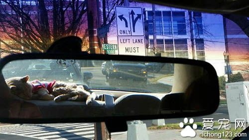 女子领养21岁病猫带它去旅行陪它度过最后的时光