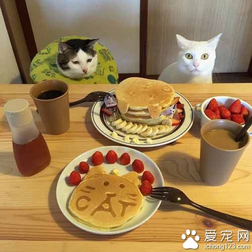 再怎么装可爱也不会给你们吃的！猫奴是不会屈服的！