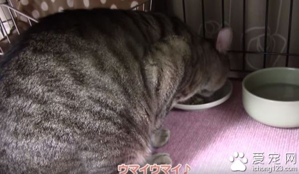 乖巧猫咪吃饭会等等　主人说可以才开动！
