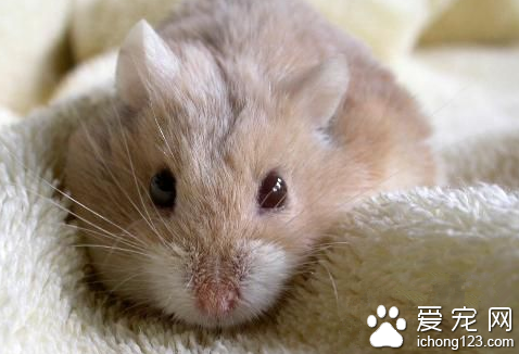 小仓鼠又来卖萌了